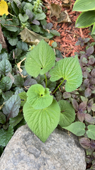 Viola