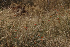 Lasiosiphon rubescens