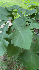 Quercus macrocarpa
