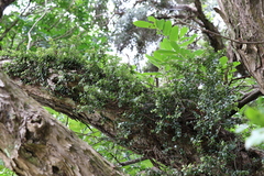 Metrosideros diffusa