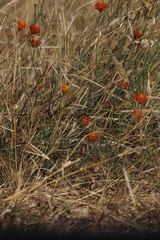 Lasiosiphon rubescens