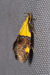 Oecophora bractella