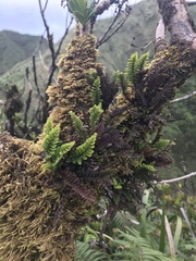 Adenophorus tamariscinus