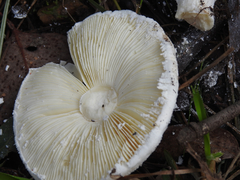 Amanita ananiceps