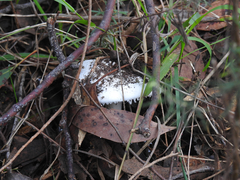 Amanita ananiceps