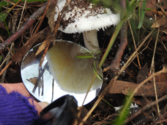 Amanita ananiceps