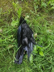 Corvus corone