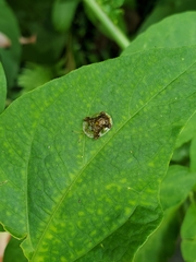 Helocassis testudinaria