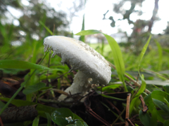 Amanita ananiceps