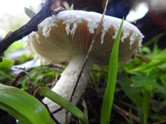Amanita ananiceps