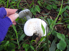 Amanita ananiceps