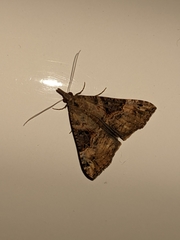 Hypena obsitalis