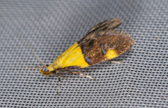 Oecophora bractella