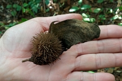 Centrolobium tomentosum