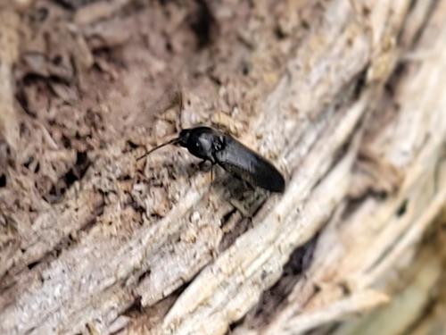 Isarthrus rufipes