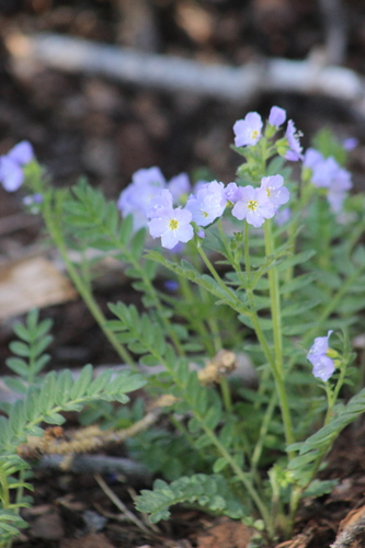 Pretty Jacob's-ladder