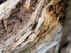 Isarthrus rufipes
