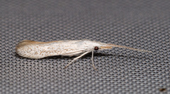 Coleophora anatipennella