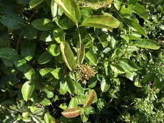 Parsonsia alboflavescens