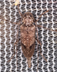 Eutrichillus biguttatus