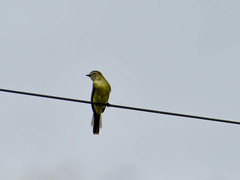 Cnemotriccus fuscatus