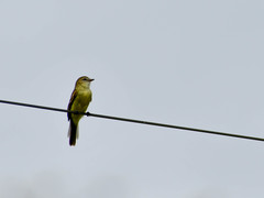 Cnemotriccus fuscatus