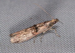 Nephopterix angustella