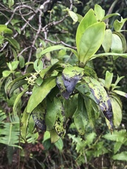 Kadua