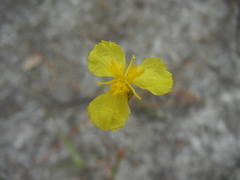 Xyris ambigua