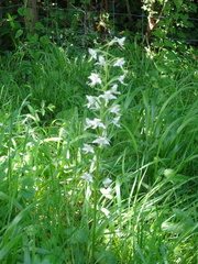 Platanthera chlorantha