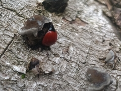 Aegithus rufipennis