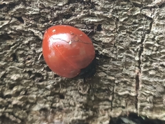 Aegithus rufipennis