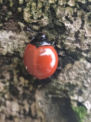 Aegithus rufipennis