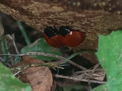 Aegithus rufipennis