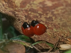 Aegithus rufipennis