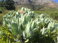 Leucospermum conocarpodendron conocarpodendron