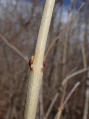 Viburnum opulus americanum