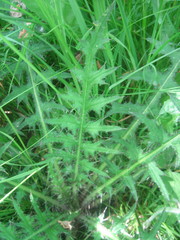 Cirsium palustre