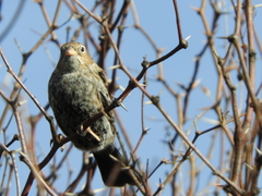 Rhopospina carbonaria