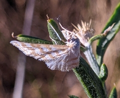 Idaea sericeata