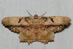 Chorodna complicataria