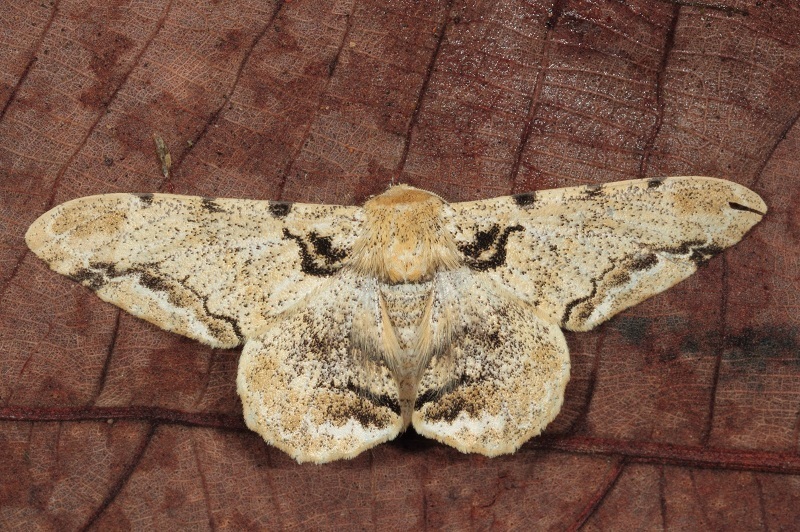 Biston insularis