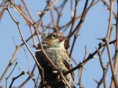 Rhopospina carbonaria