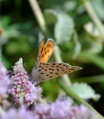 Lycaena ochimus