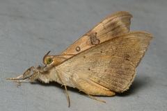 Oxyodes scrobiculata