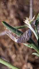 Idaea sericeata