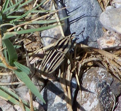 Sphenophorus aequalis