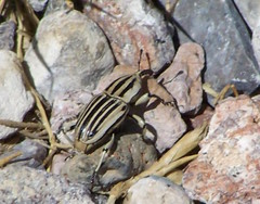 Sphenophorus aequalis