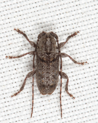 Ecyrus dasycerus