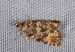 Pseudohermenias abietana